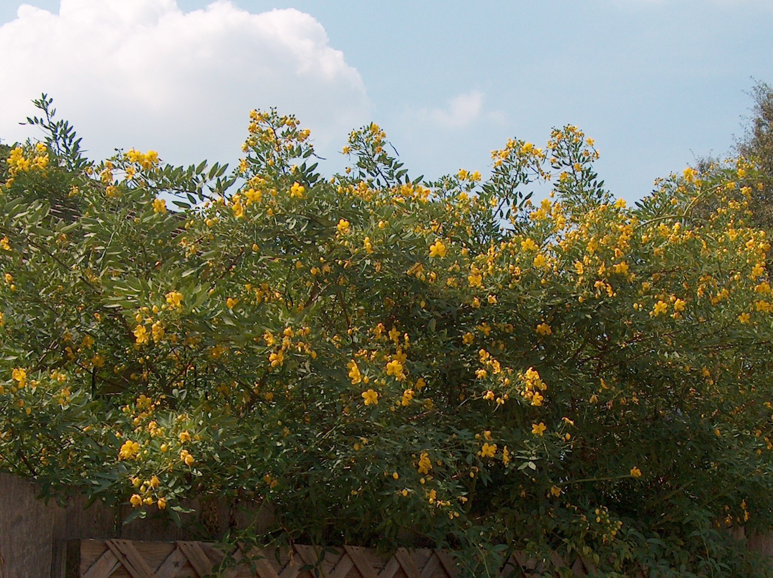 Online Plant Guide Senna Corymbosa Cassia 